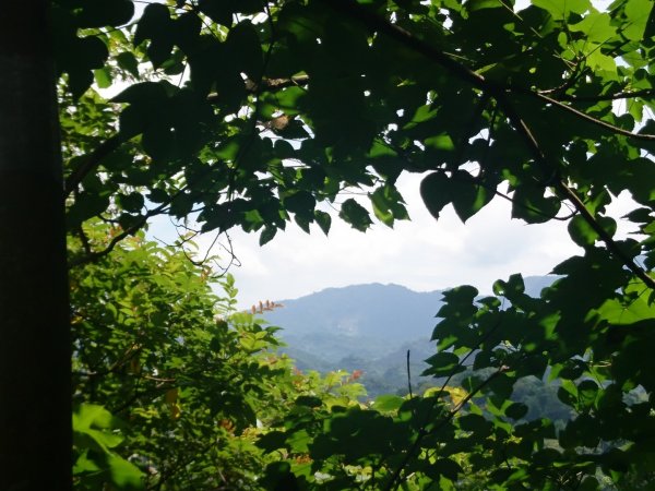 桐林花廊、北坑溪、樟樹林步道-奧山599614