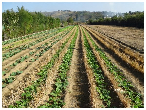 三媽縱走 ( 半天寮山、好望角、白沙屯山 連走 )2973268