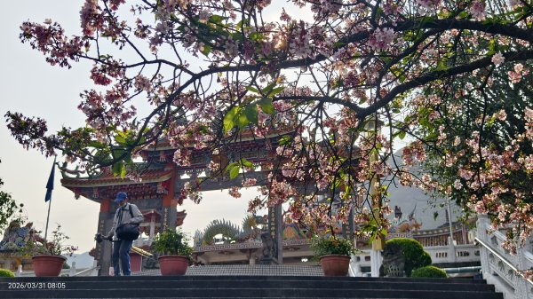 #大鳳蝶 (雌無尾) #綠繡眼 #頂湖小鎮 #紫藤 #觀音山 #日出 #天元宮 #吉野櫻 3/313026507