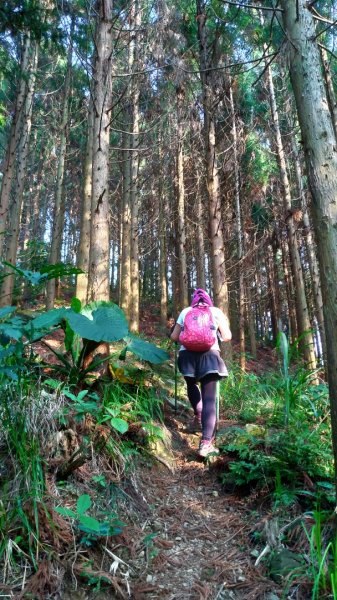 鵝公髻山、第二登山口起登889746