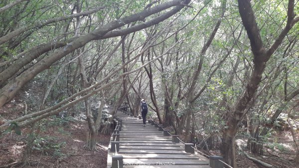 《台中》颱風前夕｜大肚環保公園登山步道(北段)202409292606716