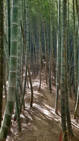 《南投》竹林台灣杉｜溪頭山竹崙山志騰山O繞202302182035834