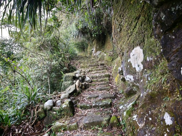 [淡蘭古道] 2026_0531 北路第四段_金字碑古道(中)-山羌3071064