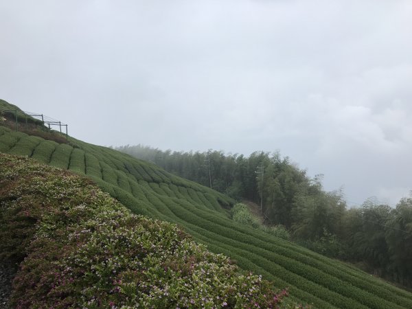 110年4月25日雲林  雲嶺之丘 五元二角 木馬古道1456563