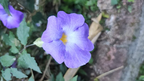 溪頭自然教育園區2938869