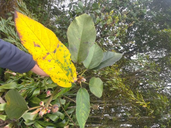 梅山鄉撿山頭2449395