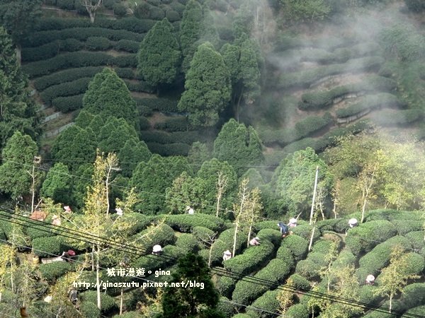 南投鹿谷~聽風~雲起~大崙山觀光茶園步道964999