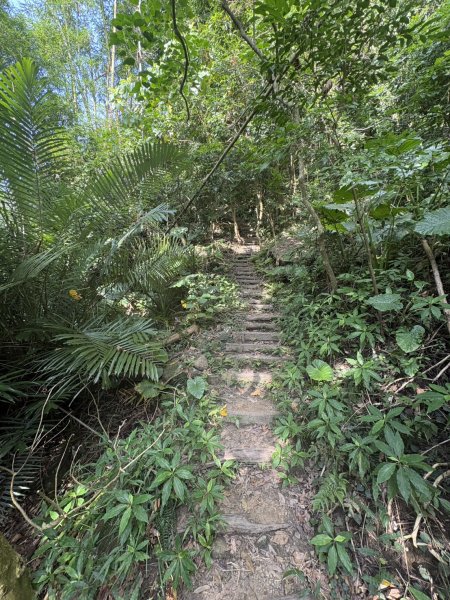 20251010南化龍麟山步道2914990