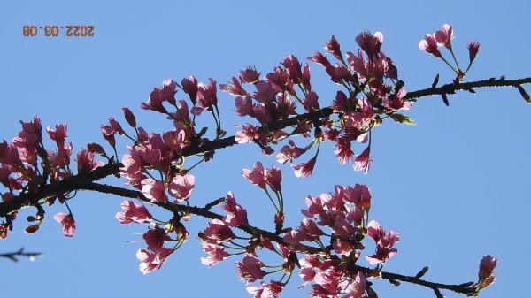 春暖花開，鳥語花香1633859