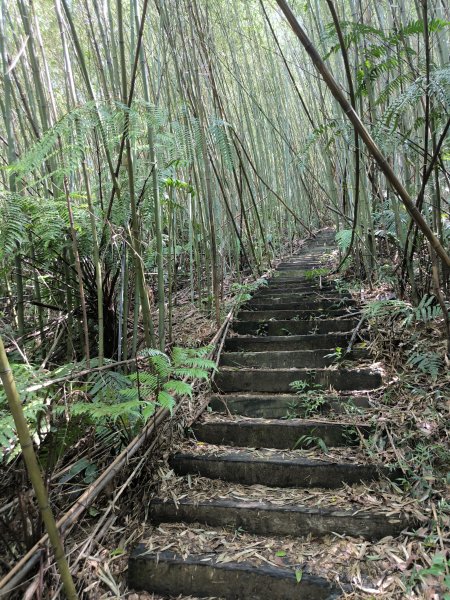 20250913微笑山線：【天上山系】望月亭桐花段2883398