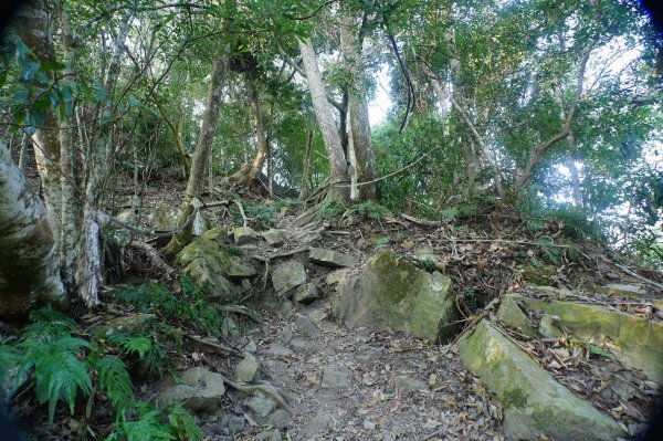 苗栗 泰安 上島山3023045