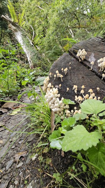 【美美兔走山趣】瓦拉米單攻27.2K-神人級路線。2773390