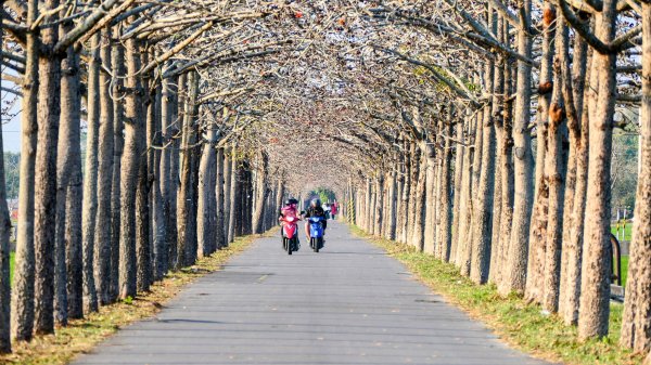 《臨江仙。木棉春色》2735227