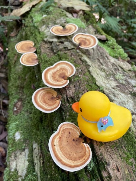 山車廣山.福巴越嶺O-神木群-水晶蘭-根結蘭2756272