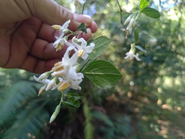 盆貿里山三盆連走2749547