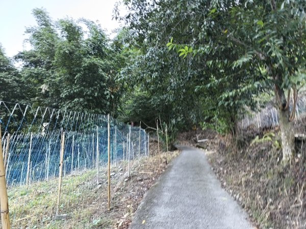 [玉山尋寶任務-07/12] 2025_0824 八通關雲龍瀑布步道2870434