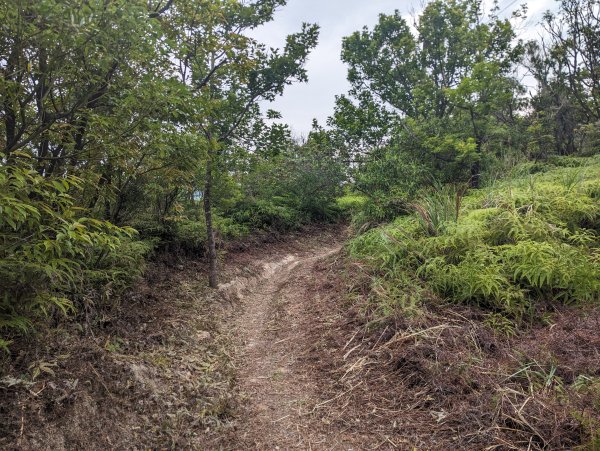 2024-05-12 軍艦岩、丹鳳山越野跑2793769