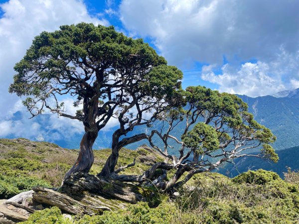 20250515-20250516 《登》合歡群峰3020171