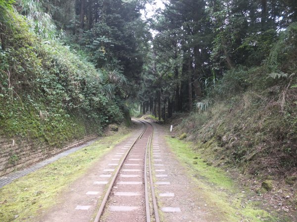 2018.11.16水山巨木步道之旅1393658