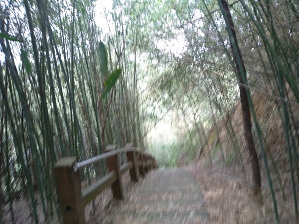 山塘背登山步道-竹林秘境1606215