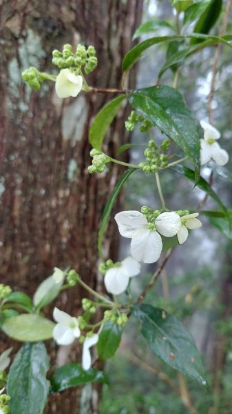 新竹內灣麥樹仁山五連峰2763846
