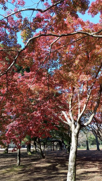 東京都澀谷區代々木公園761027