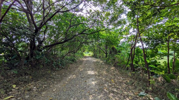 浮洲濕地,打鳥埤濕地,城林濕地2377922