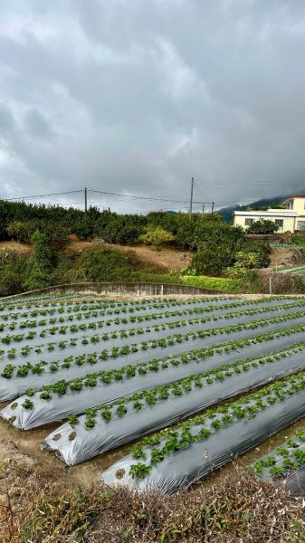 馬那邦山O走2370121