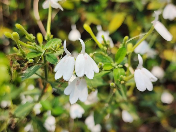 小百岳No.74⛰大崗山3025129