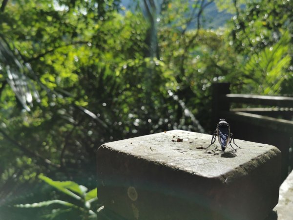 獅頭山風景區 - 漫步參山步道1023032