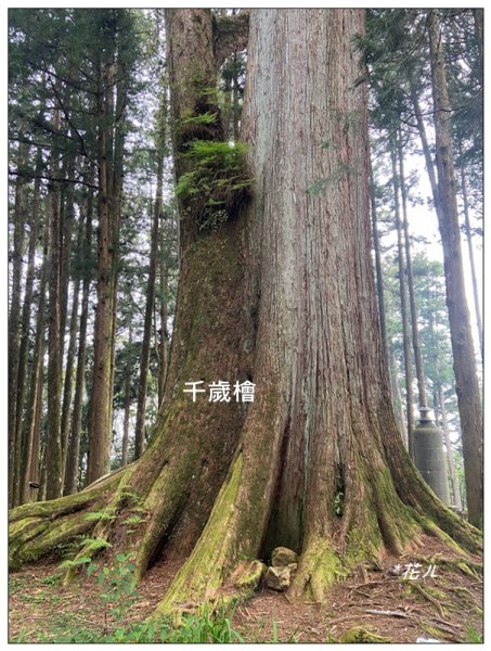 阿里山神木群棧道2771582