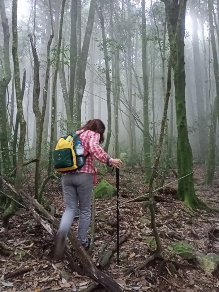 【谷關七熊,山林美境尋寶趣】屋我尾山步道1108304