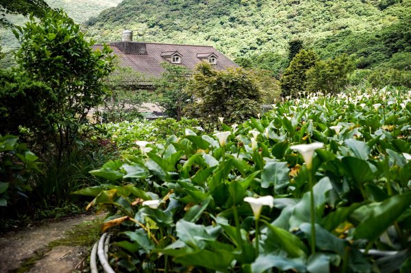 台北大縱走第二段｜大屯山連峰步道3058342