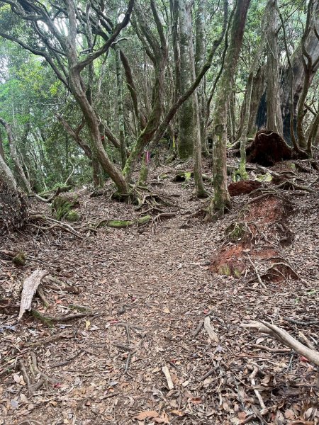 新北 塔曼山2832086