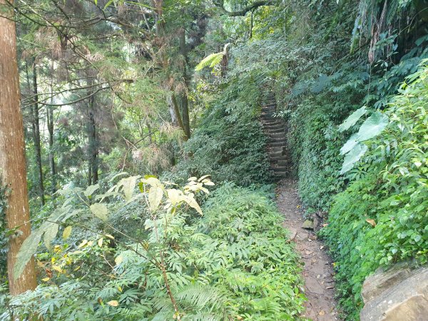 20230115鳳凰山、南鳳凰山、溪頭天文台2018662