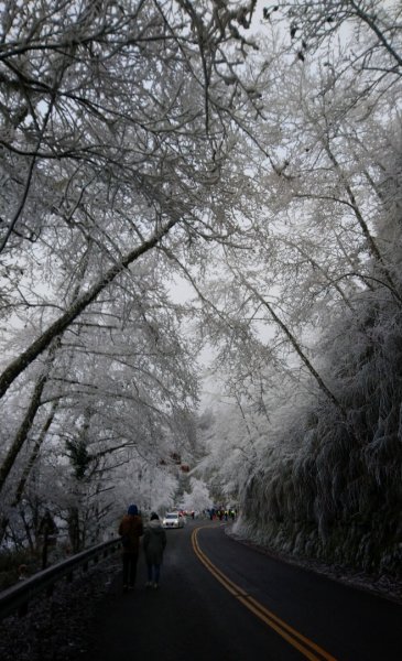 瑞雪兆豐年～鐵杉國家步道1223733