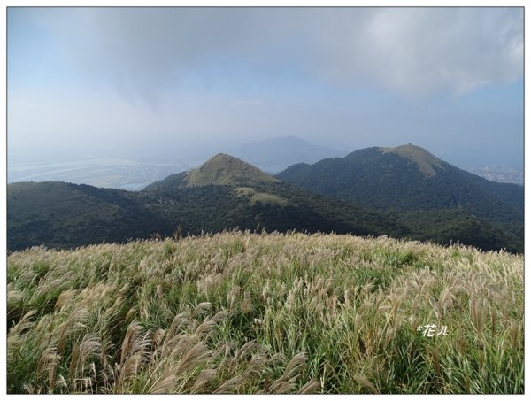 大屯山連峰/芒花734127