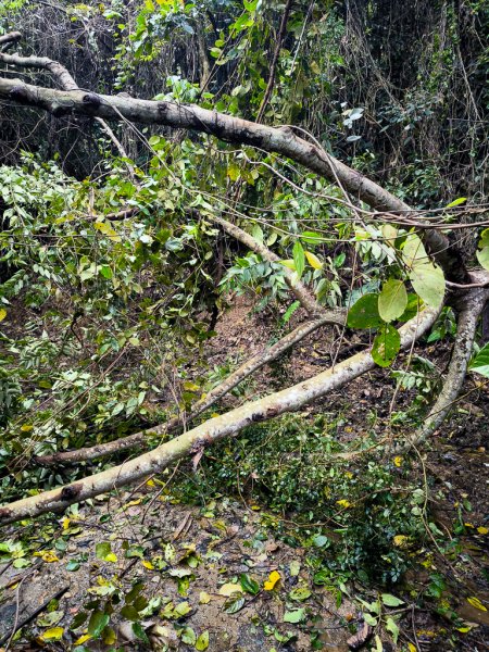 2025-03-08 汶水三山：金童山、汶水山、玉女山 連走2736558