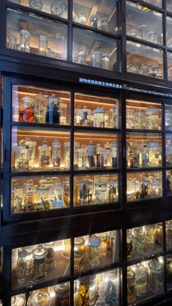 雨天備案💙 台灣博物館的古生代館-台大動植物館免費參觀-北投♨️季2807492