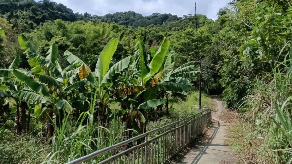 基隆市觀音湖山-東勢坑山-東勢大崙-消墾嶺古道-暖東峽谷步道O型3100564