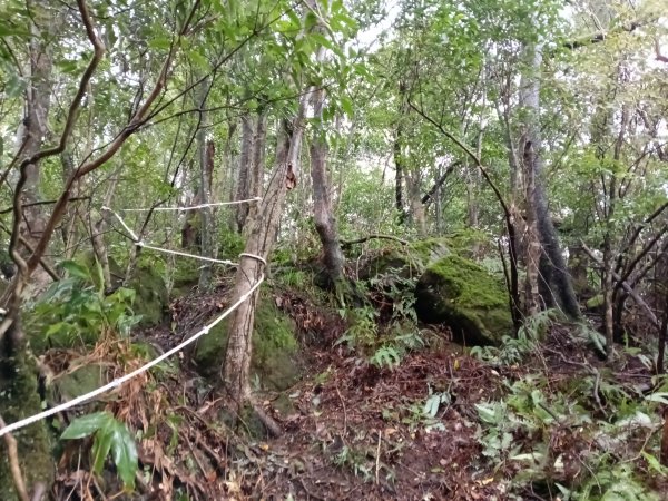 雙溪區中坑橋+中坑西山尾稜+中坑西山+內盤山坑古道+中坑橋O型2929527