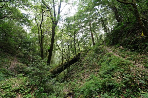 新北 烏來 山車廣山、檜山2567408