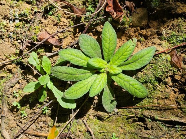 望古瀑布~嶺腳瀑布+深坑美食.阿柔洋.貓空2858421