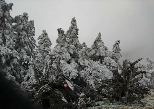 瑞雪兆豐年～鐵杉國家步道1223742