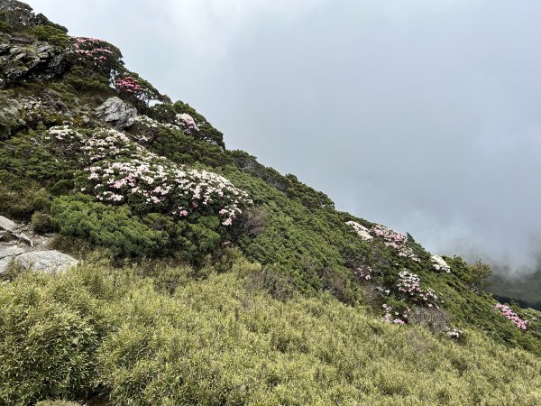合歡東峰3057026