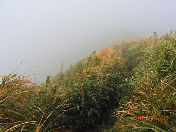 新北 三芝 小觀音山、大屯溪古道1251726