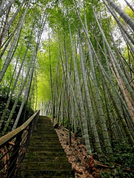 二延平步道&茶霧之道2636686