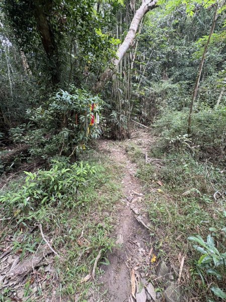 20251108白雲山步道2935185