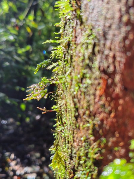 稍來小雪山國家步道、船型山、鞍馬山、鞍馬山東北峰、天池、雪山神木2799814