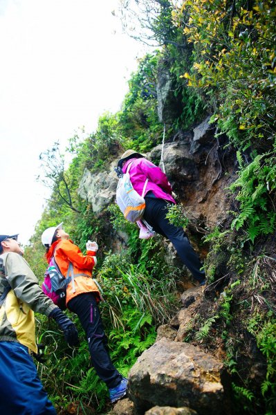 燦光寮古道與黃金三稜554277
